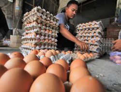 Harga Telur Naik Jadi Rp60 Ribu, Ukuran Kecil Dikeluhkan Warga Bone