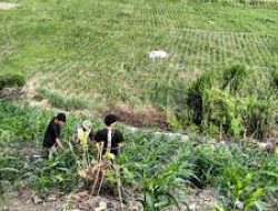 Kodim 1407/Bone Ubah Lahan Gersang Jadi Kebun Pangan Produktif