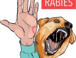 Sebanyak 400 Kasus Gigitan Hewan Rabies di Bone Terkendali