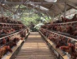 Bone Dapat Pabrik Pakan Ayam, Dukung Program Nasional MBG