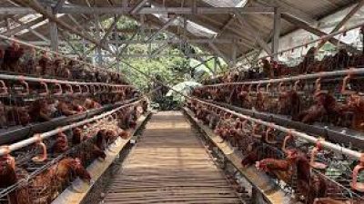 Bone Dapat Pabrik Pakan Ayam, Dukung Program Nasional MBG